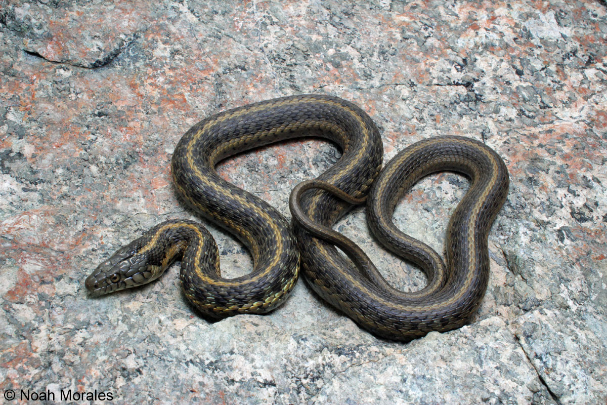 Garter Snakes Can Be Surprise Guests