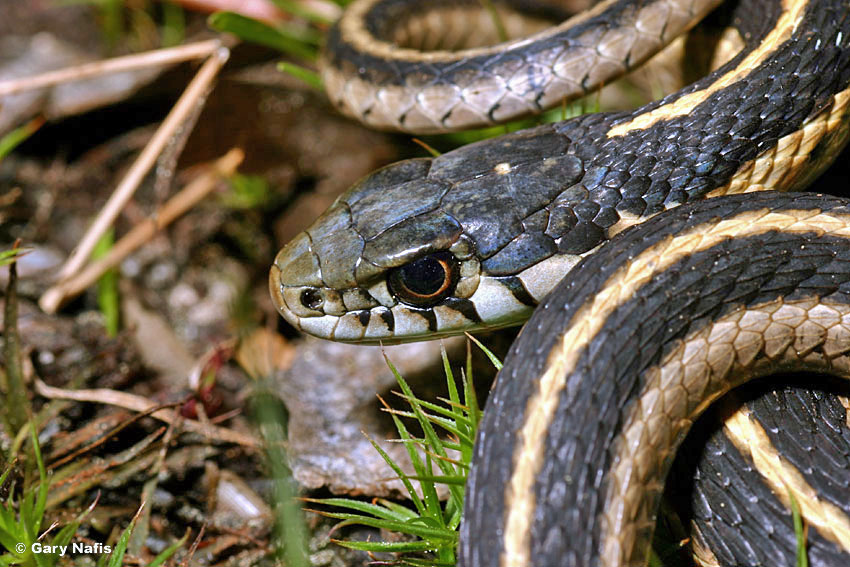 Змеи алтая. Щитомордник змея горного Алтая. Thamnophis elegans. Карпатская Горная змея. Змеи горного Алтая полоз.