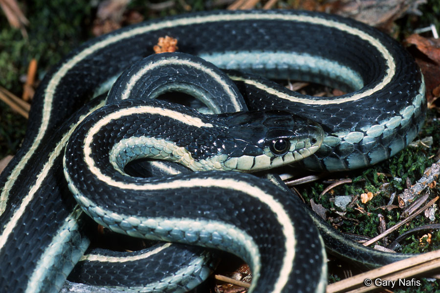 Змеи с полосками на спине. Thamnophis elegans. Полосатый полоз. Крестовка змея. Змея с белыми полосками.