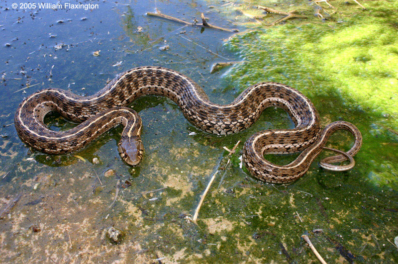 https://californiaherps.com/snakes/images/tmarcianusimpwf05.jpg
