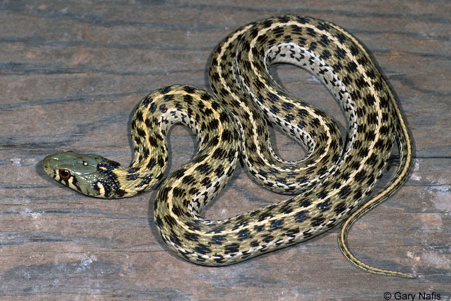 Is a Checkered Garter Snake Poisonous 
