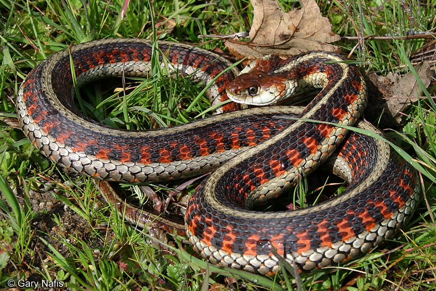 Какое название змеи. Калифорнийская подвязочная змея. Подвязочная змея обыкновенная. Калифорнийская Краснобокая Garter Snake змея. Западная подвязочная змея (Thamnophis elegans)..