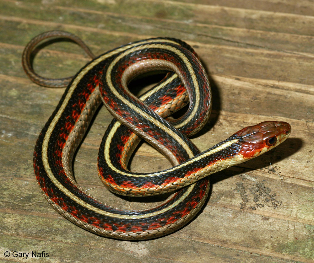 Snakes – Alabama Herpetological Society