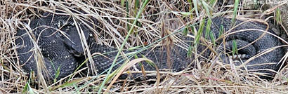 southern pacific rattlesnake