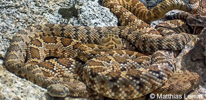 rattlesnake