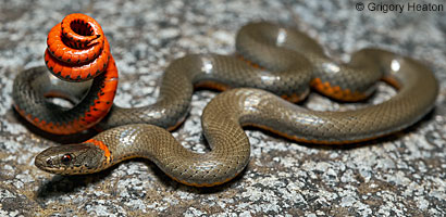 San Bernardino Ring-necked Snake