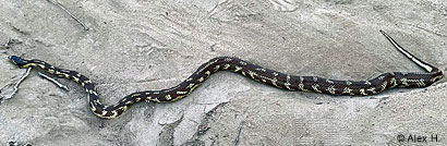 California Kingsnake