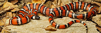 Coast Mountain Kingsnake