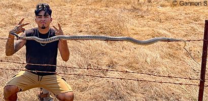 Baja California Coachwhip