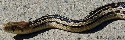 San Diego Gopher Snake
