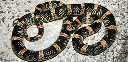 Long-nosed Snake 