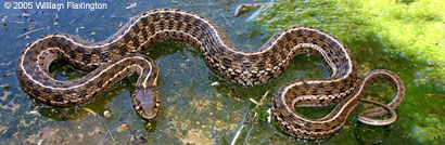 Marcy's Checkered Gartersnake