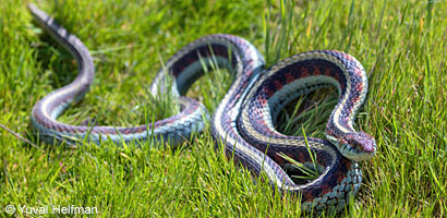 California Red-sided Gartersnake