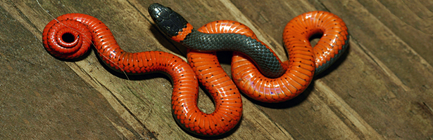 Northwestern Ring-necked Snake