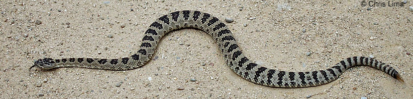 great basin rattlesnake