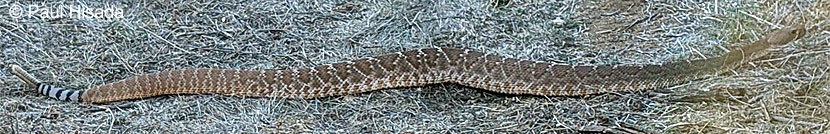 Red Diamond Rattlesnake