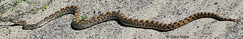 Sonoran Gopher Snake