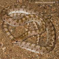 Mohave Glossy Snake