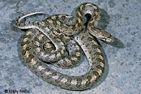 California Glossy Snake