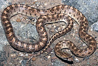 California Glossy Snake