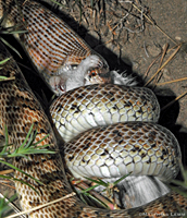 California Glossy Snake