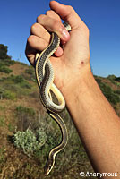 Coast Patch-nosed Snake