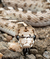 California Glossy Snake