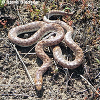 California Glossy Snake