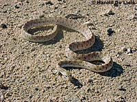 Mohave Glossy Snake