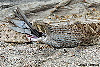 Western Diamond-backed Rattlesnake eats