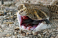 Western Diamond-backed Rattlesnake eats