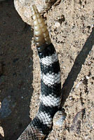 Western Diamond-backed Rattlesnake tail