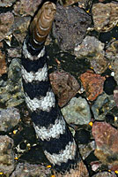 Western Diamond-backed Rattlesnake tail
