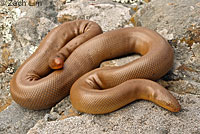 Northern Rubber Boa