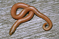 Southern Rubber Boa  