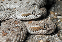 Colorado Desert Sidewinder