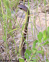 western yellow-bellied racer tracks