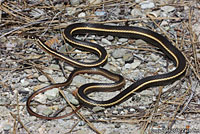 California Striped Racer