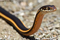 California Striped Racer