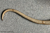 Forest Sharp-tailed Snake 