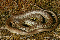 western yellow-bellied racer