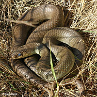 western yellow-bellied racer