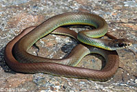 western yellow-bellied racer