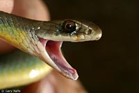 western yellow-bellied racer