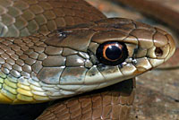 western yellow-bellied racer