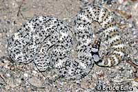Southwestern Speckled Rattlesnake