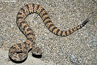 Speckled Rattlesnake