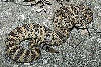 Southwestern Speckled Rattlesnake