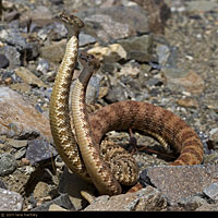 Male Southwestern Speckled Rattlesnakes in breeding season combat