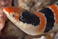 Desert Shovel-nosed Snake